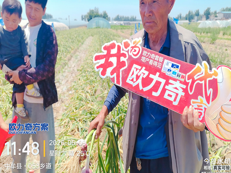 欧力奇大蒜方案 | 中牟观摩会 增产看得见
