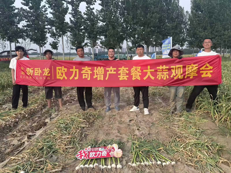 中牟大蒜测产实录 欧力奇套餐提质增产看得见